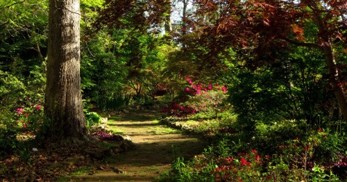 Shady woodland pathways wind past mature Japanese maples and blooming spring flowers at Lendonwood Gardens.