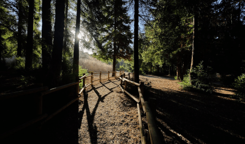 A sunlit forest path winding between trees, with a wooden fence along one side and dappled shadows on the ground.