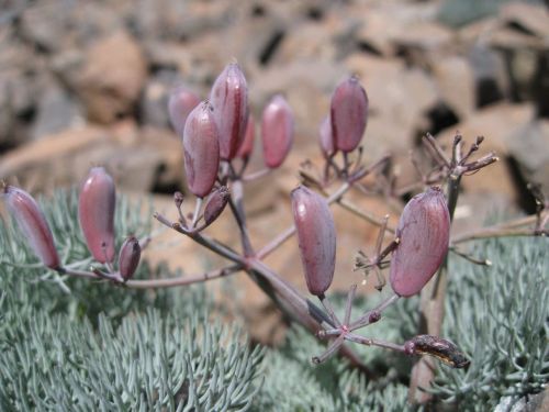 Close-up of pink seed pods on a slender stem, surrounded by green foliage and rocky terrain.
