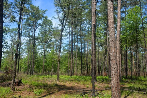A serene forest scene with tall pine trees and lush green undergrowth under a clear blue sky.