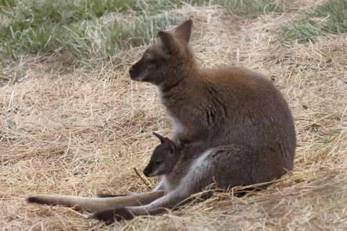 A kangaroo sits on the ground, with a smaller kangaroo nestled against its side, surrounded by dry grass.