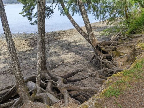 Twisted tree roots extend along a shoreline, with a calm water view and a rocky beach in the background.