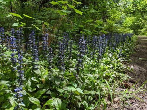 A lush green path lined with tall blue flowers and surrounding foliage in a forested area.
