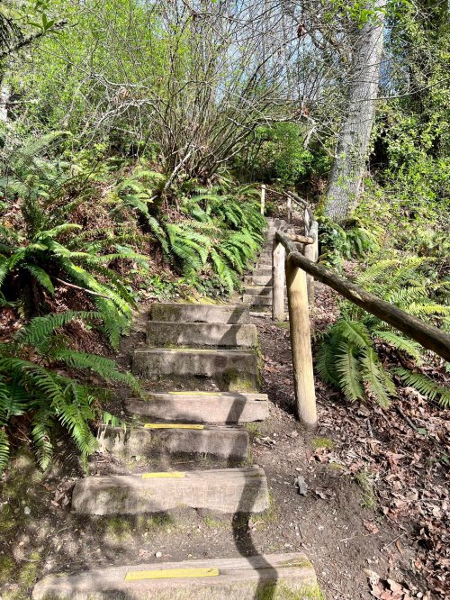 Wooden steps lead up a forested path, surrounded by lush ferns and greenery under a clear blue sky.