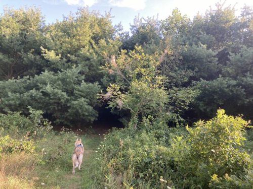 A dog walks towards a dense thicket of trees and bushes in a natural setting.