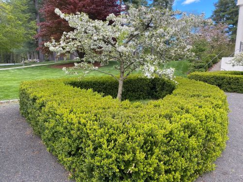 A neatly trimmed circular hedge surrounds a small flowering tree in a landscaped garden.