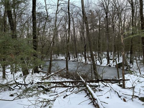 A serene winter scene of a frozen pond surrounded by snow-covered trees and fallen branches in a forest.