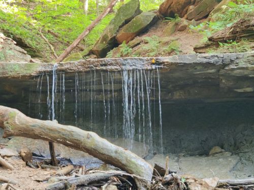 A small waterfall cascades over a rocky ledge, surrounded by lush greenery and fallen branches.