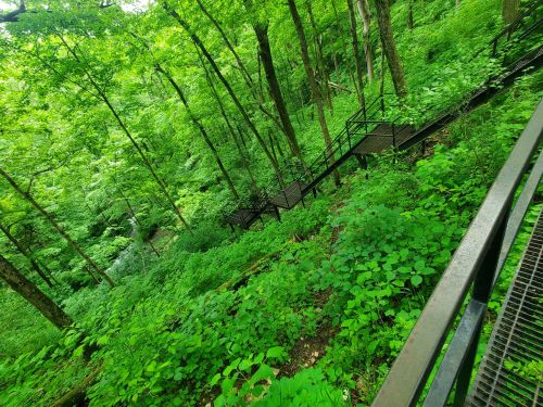 A winding wooden path through a lush green forest, surrounded by dense foliage and trees.
