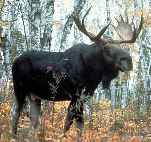 A moose stands among autumn foliage in a forest, surrounded by birch trees. Its large antlers are prominently displayed.