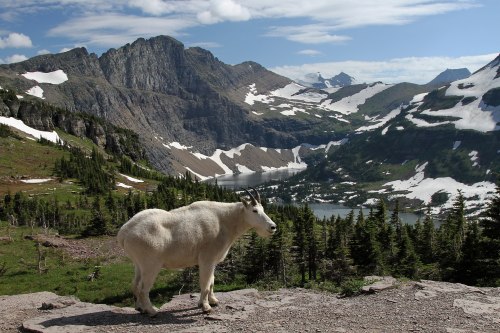 A mountain goat stands on a rocky ledge, overlooking a scenic valley with snow-capped peaks and a lake.