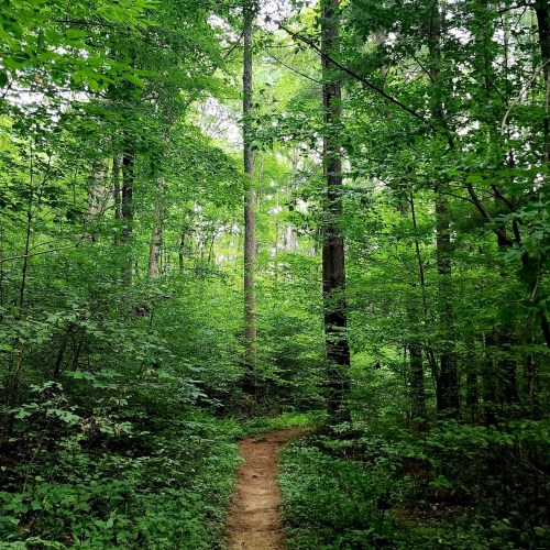 A narrow dirt path winding through a lush green forest with tall trees and dense foliage.