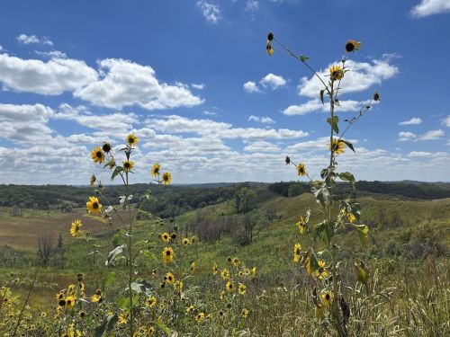 A scenic view of rolling hills with vibrant sunflowers under a bright blue sky with fluffy clouds.
