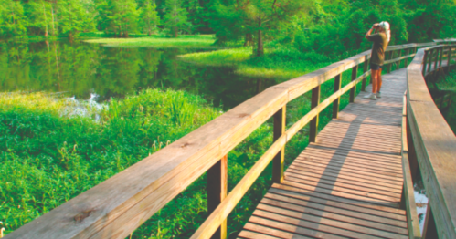 A person stands on a wooden boardwalk, taking photos of a lush green landscape and calm water.