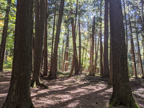 Sunlight filters through tall trees in a serene forest, casting shadows on the forest floor.