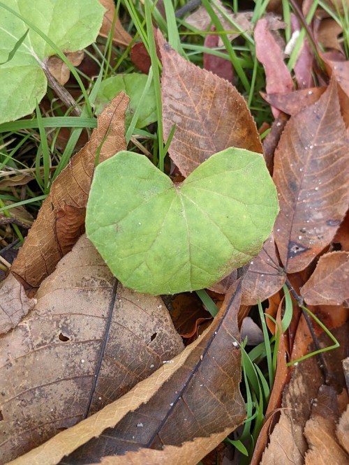 A vibrant green leaf shaped like a heart rests among brown, fallen leaves on the ground.
