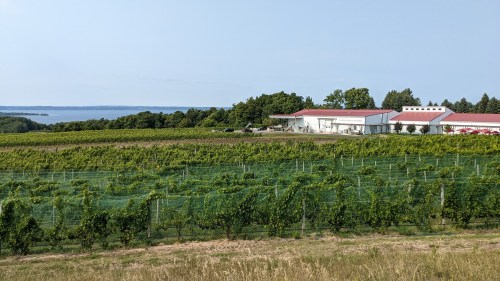 A scenic vineyard with rows of grapevines, a modern building, and a lake in the background under a clear sky.