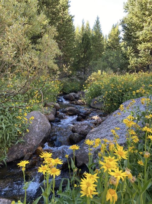 A serene stream flows through a lush landscape filled with yellow flowers and green foliage under a clear blue sky.