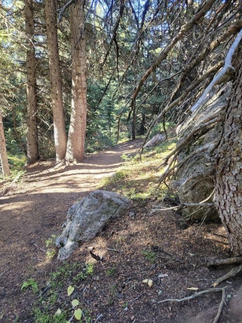 A winding forest path surrounded by tall trees and rocky terrain, dappled sunlight filtering through the branches.