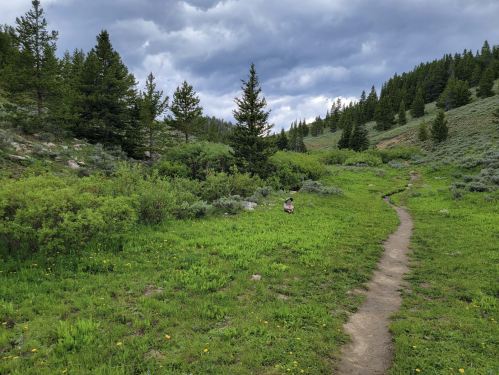 A winding dirt path through a lush green meadow surrounded by trees under a cloudy sky.