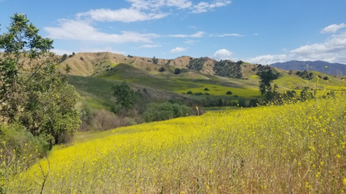 A vibrant landscape of rolling hills covered in yellow wildflowers under a blue sky with scattered clouds.