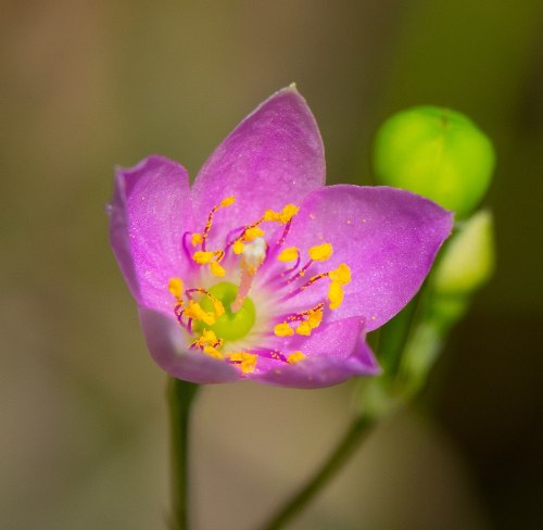 Close-up of a delicate pink flower with yellow stamens and a green bud in the background.