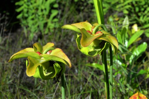 Two green and yellow pitcher plants with red accents, surrounded by lush green foliage in a natural setting.