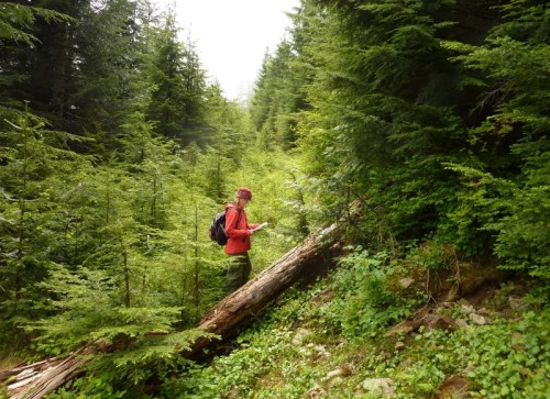 A person in a red jacket stands on a forest trail, surrounded by tall green trees and a fallen log.