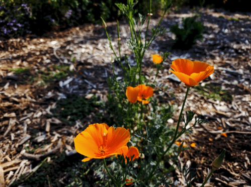 Bright orange poppies bloom amidst a garden bed with mulch and greenery in the background.
