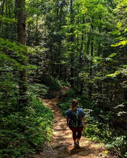 A person walks along a winding trail through a lush, green forest. Sunlight filters through the trees.