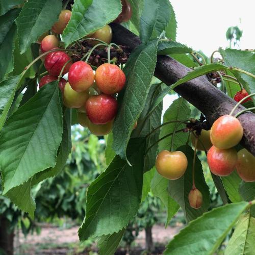 A close-up of cherry clusters on a tree branch, featuring red and green cherries surrounded by green leaves.