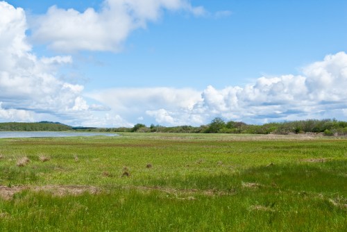A serene landscape featuring a grassy field, a calm water body, and a blue sky with fluffy white clouds.