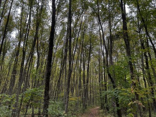 A dense forest with tall trees and a narrow path winding through the greenery under a cloudy sky.