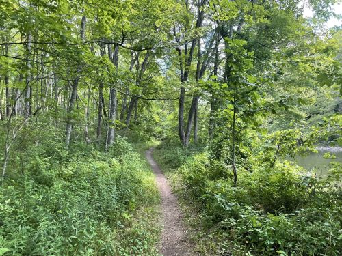 A narrow dirt path winds through a lush green forest with trees and underbrush on either side.