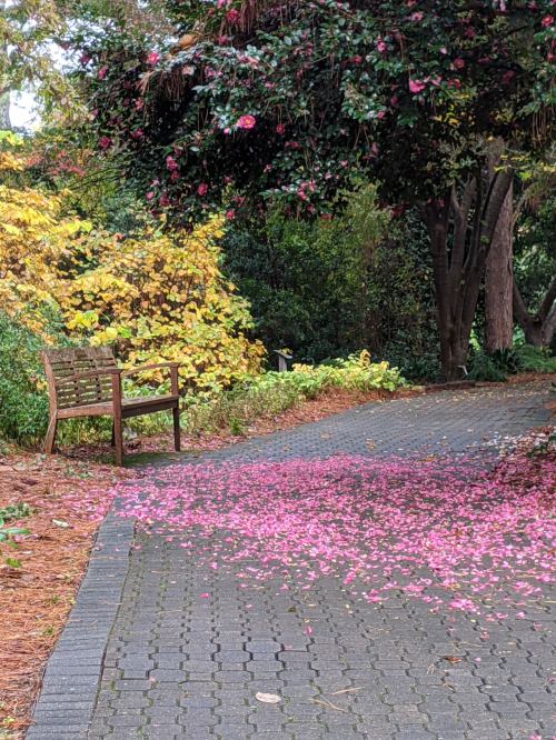 A peaceful pathway lined with colorful autumn foliage and a bench, scattered with pink flower petals.