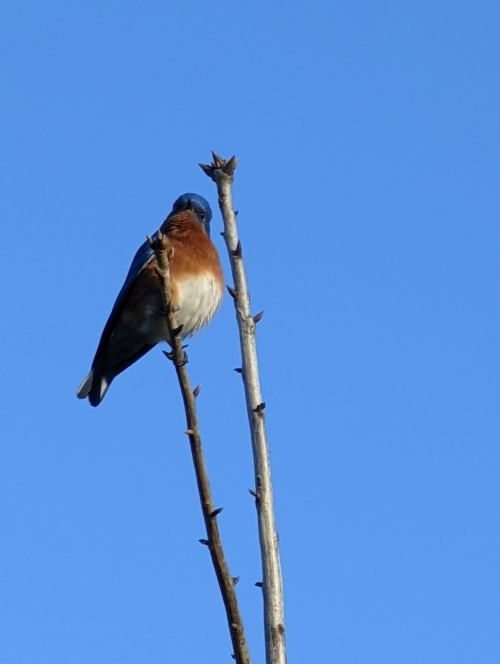 A small bird with a blue head and orange-brown chest perched on a thin branch against a clear blue sky.