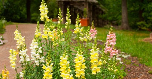 Colorful snapdragon flowers in yellow, pink, and white bloom along a winding garden path surrounded by greenery.