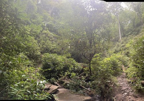 A lush, green forest scene with dense foliage, a rocky path, and sunlight filtering through the trees.