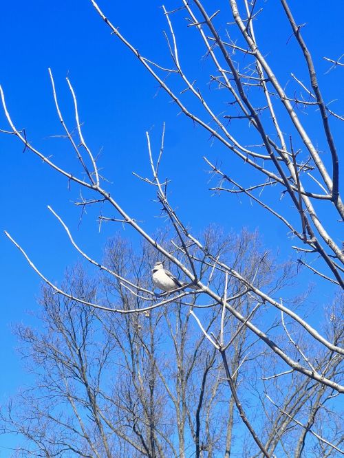 A bird perched on a bare branch against a clear blue sky.