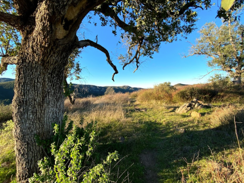 A scenic view of a grassy path framed by trees, leading into rolling hills under a clear blue sky.