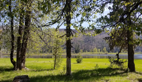 A serene landscape featuring a calm lake surrounded by lush greenery and trees under a clear blue sky.