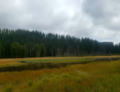 A serene landscape featuring a grassy meadow, a calm water body, and a backdrop of dense forest under a cloudy sky.