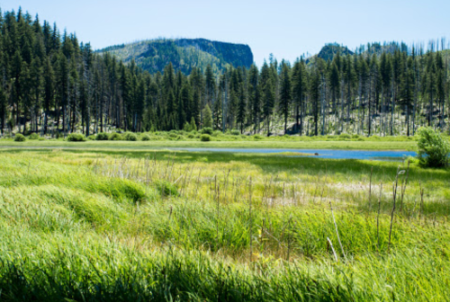 Lush green meadow with a small pond, surrounded by tall trees and distant mountains under a clear blue sky.