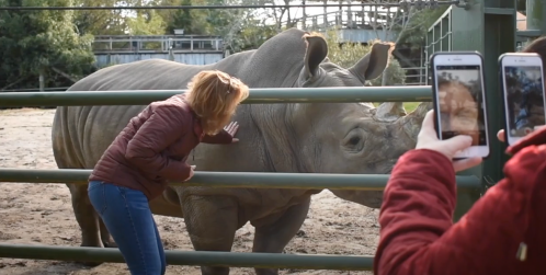 A woman gently touches a rhinoceros at a zoo while another person takes a photo.