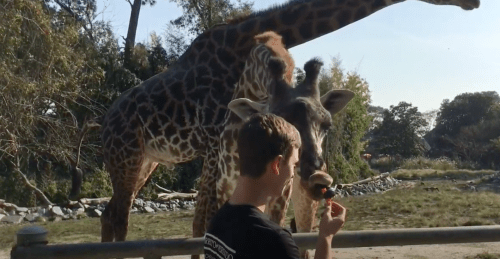 A young person feeds a giraffe while another giraffe reaches out in the background at a zoo.