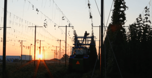 A tractor harvesting hops at sunset, with tall hop plants and power lines in the background.