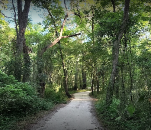 A winding dirt path through a lush green forest with tall trees and dense foliage on either side.