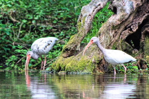 Two white ibises foraging near a moss-covered tree by a calm water body, surrounded by lush greenery.