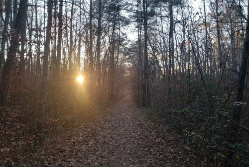 A sun sets behind trees along a leaf-covered path in a tranquil forest.