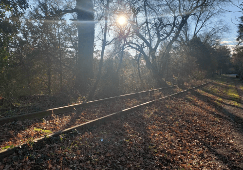 Sunlight filters through trees beside overgrown railway tracks, surrounded by fallen leaves and a serene landscape.